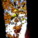 Illustration for article titled Shooting Challenge: Fall Leaves Gallery